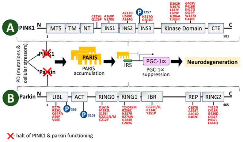 https://cdn.ncbi.nlm.nih.gov/pmc/blobs/f859/10813470/8156c38ee54e/biomolecules-14-00073-g005.jpg