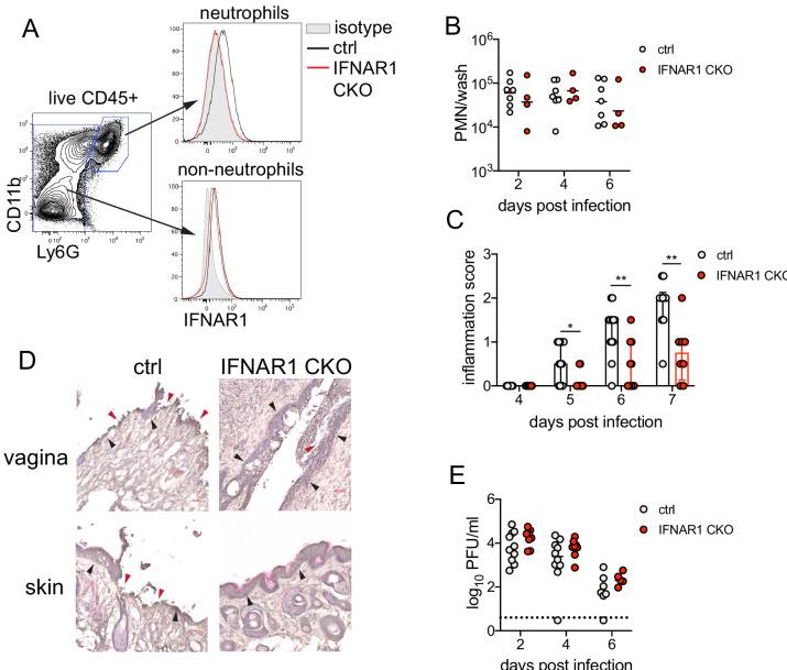 https://cdn.ncbi.nlm.nih.gov/pmc/blobs/f864/8163503/70f0f3f56485/elife-65762-fig5.jpg