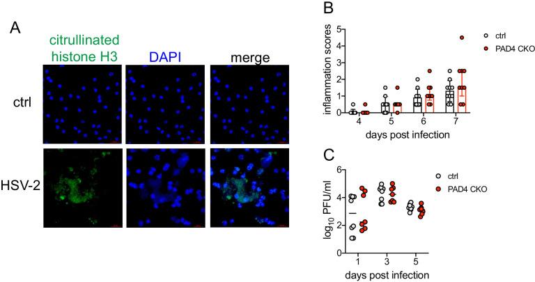 https://cdn.ncbi.nlm.nih.gov/pmc/blobs/f864/8163503/815d3e173b10/elife-65762-fig1-figsupp3.jpg
