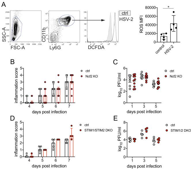 https://cdn.ncbi.nlm.nih.gov/pmc/blobs/f864/8163503/befaff4bd9e7/elife-65762-fig1-figsupp4.jpg