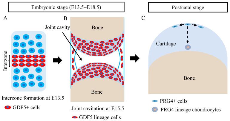 https://cdn.ncbi.nlm.nih.gov/pmc/blobs/f884/9332847/5cf0d29af59b/cells-11-02305-g002.jpg