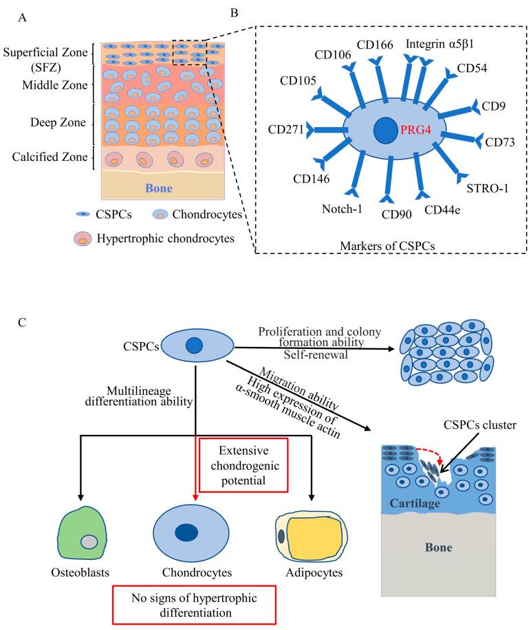 https://cdn.ncbi.nlm.nih.gov/pmc/blobs/f884/9332847/ad803e7cdc02/cells-11-02305-g001.jpg