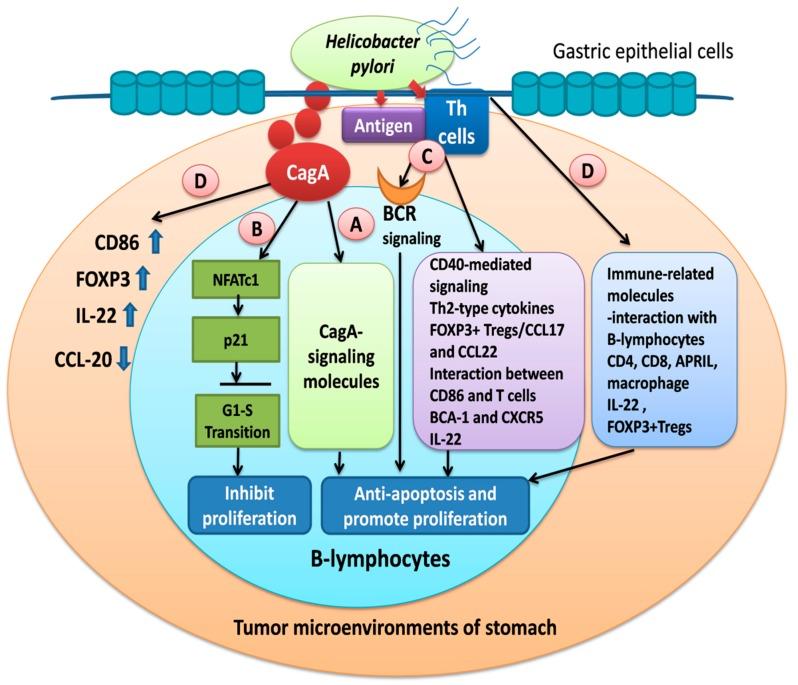 https://cdn.ncbi.nlm.nih.gov/pmc/blobs/f886/6520890/3a429e81fa01/cancers-11-00547-g002.jpg