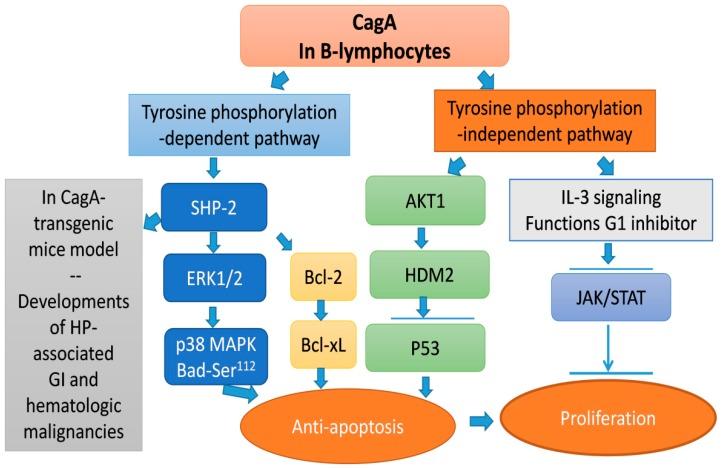 https://cdn.ncbi.nlm.nih.gov/pmc/blobs/f886/6520890/eb4c017e0e49/cancers-11-00547-g001.jpg