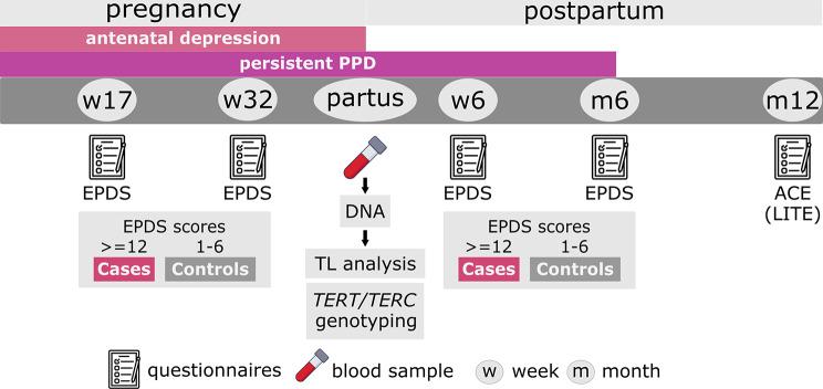 https://cdn.ncbi.nlm.nih.gov/pmc/blobs/f8a3/11462957/df5727e9d2a2/12888_2024_6115_Fig1_HTML.jpg