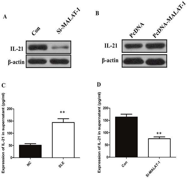 https://cdn.ncbi.nlm.nih.gov/pmc/blobs/f8f1/5652787/c383d8f0e125/oncotarget-08-77400-g003.jpg