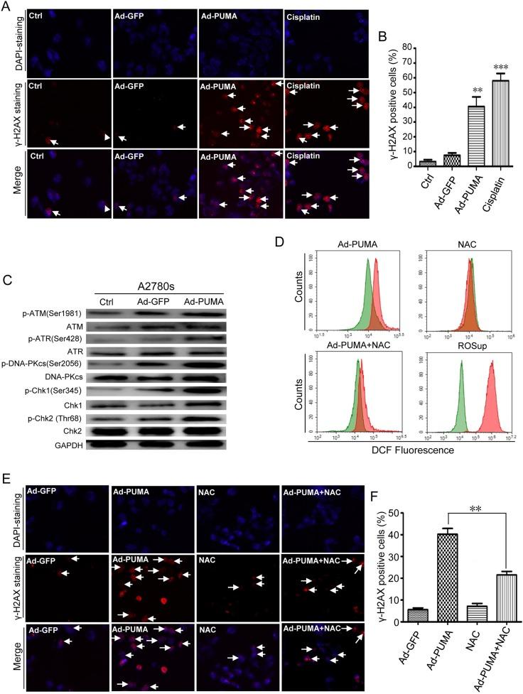 https://cdn.ncbi.nlm.nih.gov/pmc/blobs/f963/5410321/4f68210283fa/oncotarget-08-23492-g004.jpg
