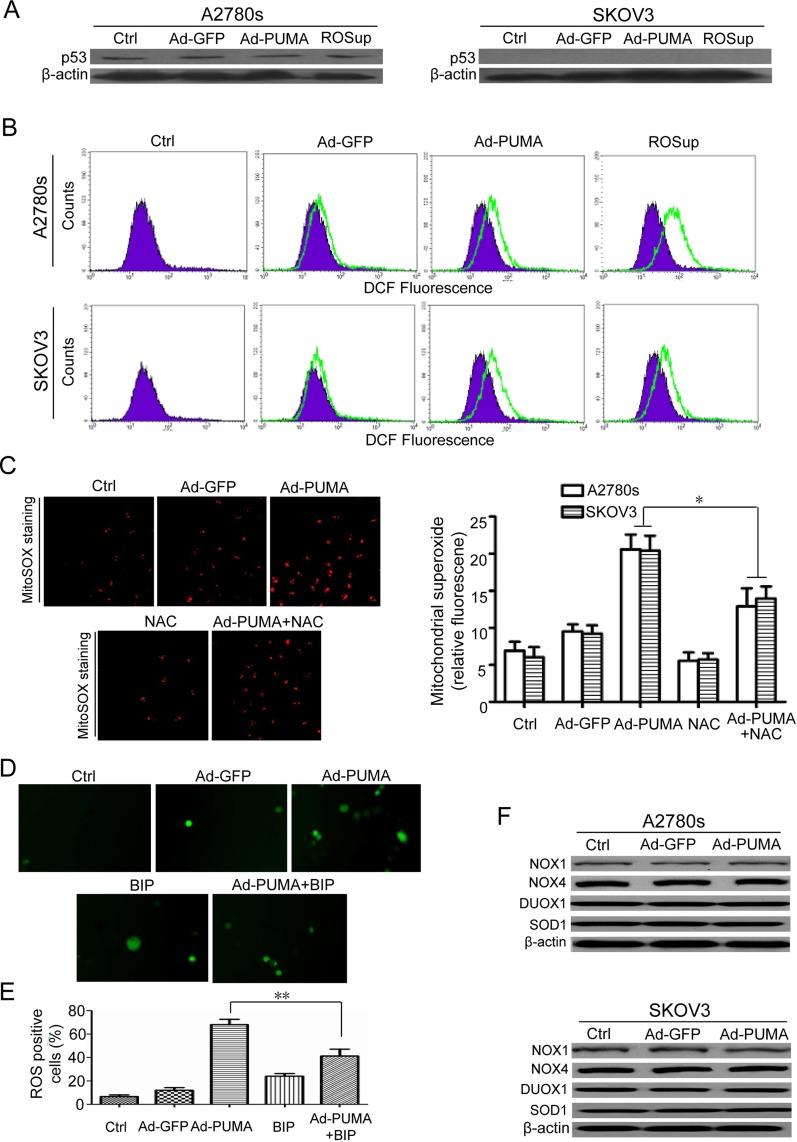 https://cdn.ncbi.nlm.nih.gov/pmc/blobs/f963/5410321/ab7d6aa75489/oncotarget-08-23492-g002.jpg