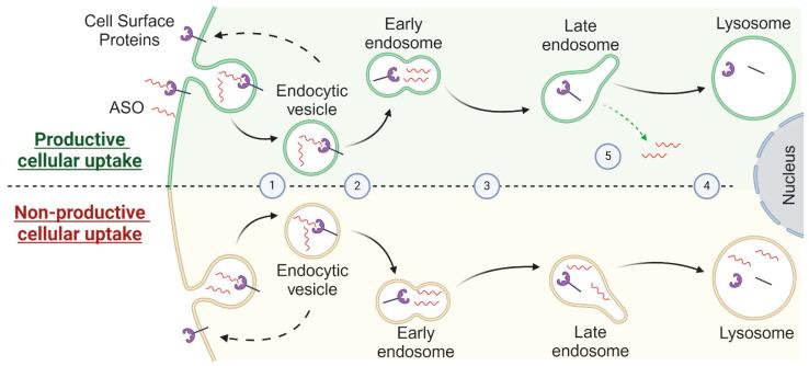 https://cdn.ncbi.nlm.nih.gov/pmc/blobs/f96c/11592788/7b7c8f25e98d/cells-13-01869-g003.jpg