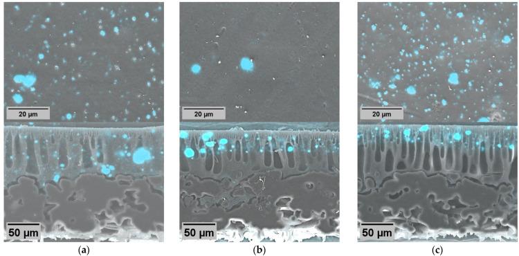 https://cdn.ncbi.nlm.nih.gov/pmc/blobs/f976/10976060/f8f7c67c0bd2/molecules-29-01274-g003.jpg