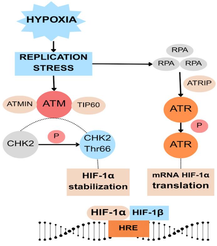 https://cdn.ncbi.nlm.nih.gov/pmc/blobs/f984/12294107/6bb202905c67/cells-14-01057-g003.jpg