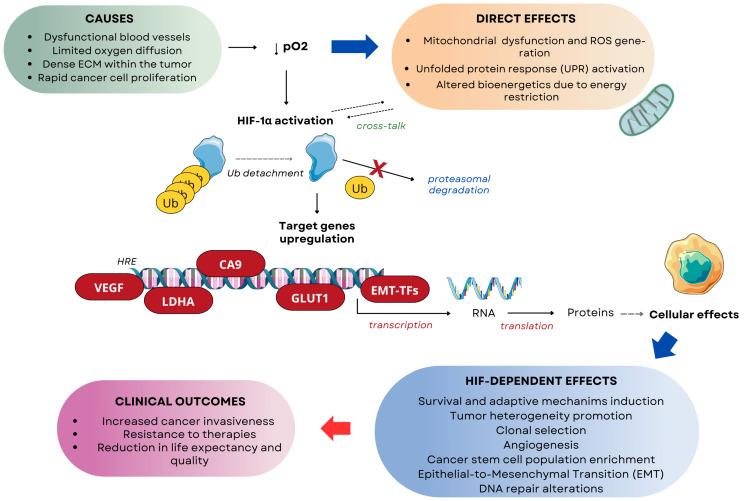 https://cdn.ncbi.nlm.nih.gov/pmc/blobs/f984/12294107/d89afb0245ed/cells-14-01057-g005.jpg