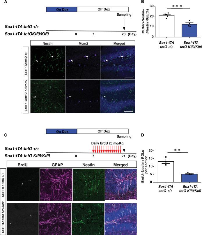 https://cdn.ncbi.nlm.nih.gov/pmc/blobs/f9ad/8820733/1da2212e3882/elife-72195-fig1-figsupp3.jpg
