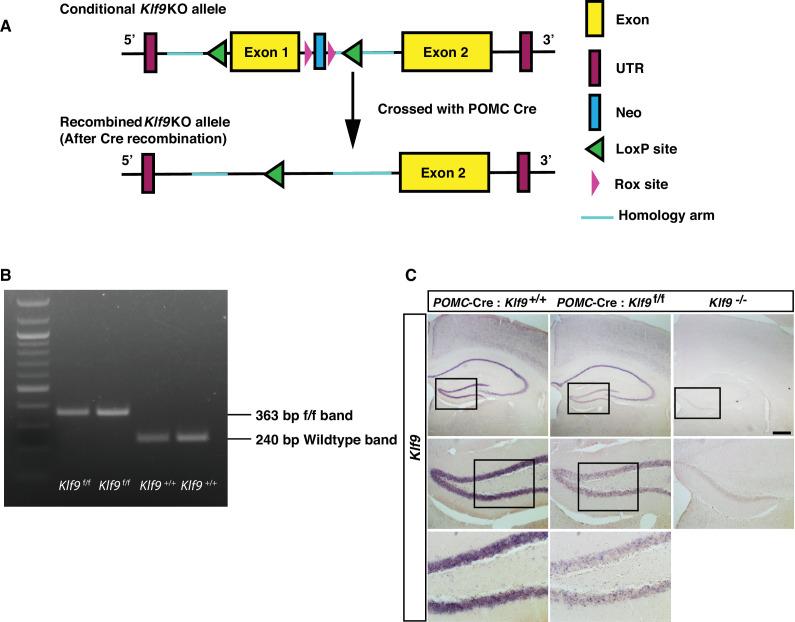 https://cdn.ncbi.nlm.nih.gov/pmc/blobs/f9ad/8820733/39536194ec2b/elife-72195-fig1-figsupp1.jpg
