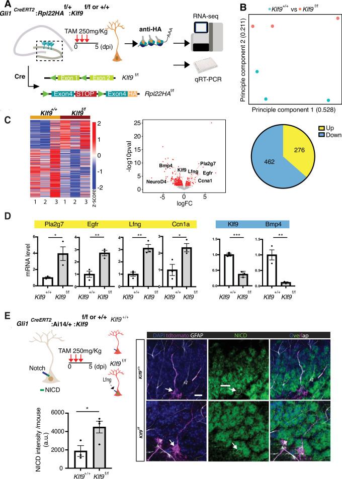 https://cdn.ncbi.nlm.nih.gov/pmc/blobs/f9ad/8820733/41d7cfe71aae/elife-72195-fig4.jpg
