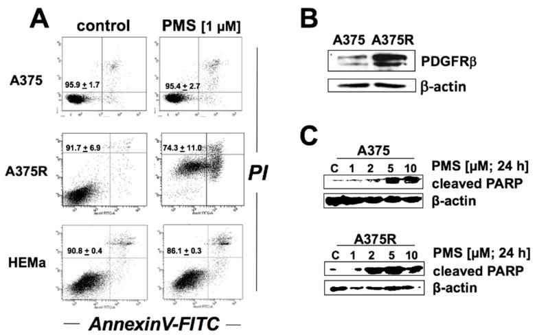 https://cdn.ncbi.nlm.nih.gov/pmc/blobs/f9e3/6562717/27e2aaa95c62/cancers-11-00590-g006.jpg