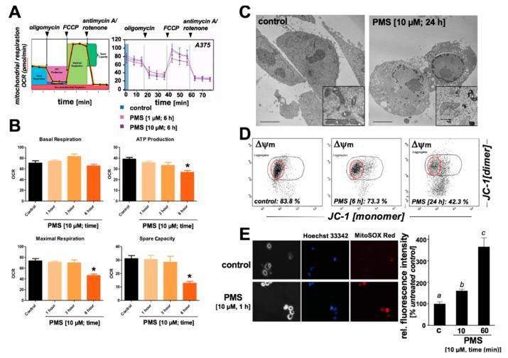 https://cdn.ncbi.nlm.nih.gov/pmc/blobs/f9e3/6562717/86eb81f487f2/cancers-11-00590-g004.jpg