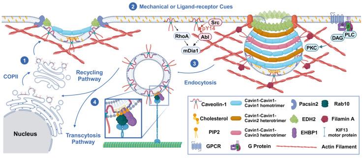 https://cdn.ncbi.nlm.nih.gov/pmc/blobs/f9e4/12024798/a9f42e2a1516/biomolecules-15-00456-g001.jpg