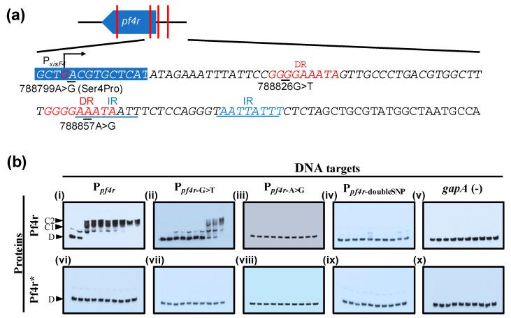 https://cdn.ncbi.nlm.nih.gov/pmc/blobs/f9ea/8402870/60f2c435d865/viruses-13-01614-g005.jpg