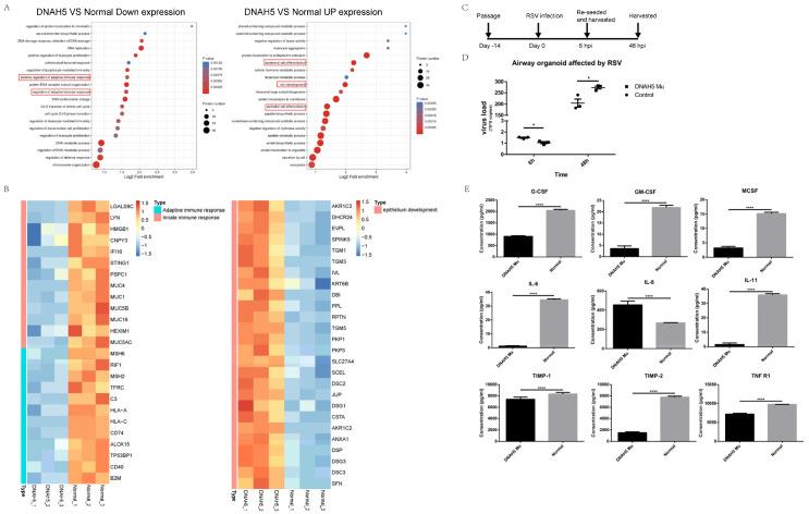 https://cdn.ncbi.nlm.nih.gov/pmc/blobs/fa1d/9776854/2f0d2d9f40f3/cells-11-04013-g004.jpg