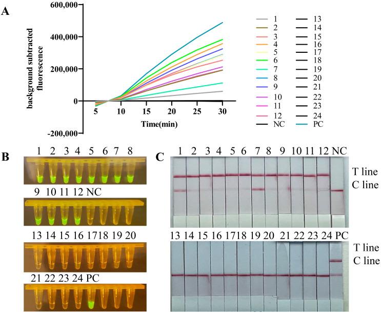 https://cdn.ncbi.nlm.nih.gov/pmc/blobs/fa3b/11125590/81a7a8ce1488/viruses-16-00753-g006.jpg