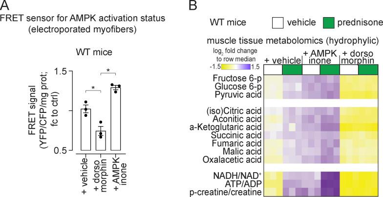 https://cdn.ncbi.nlm.nih.gov/pmc/blobs/fa52/8980841/bce607e41a28/JEM_20211906_FigS3.jpg