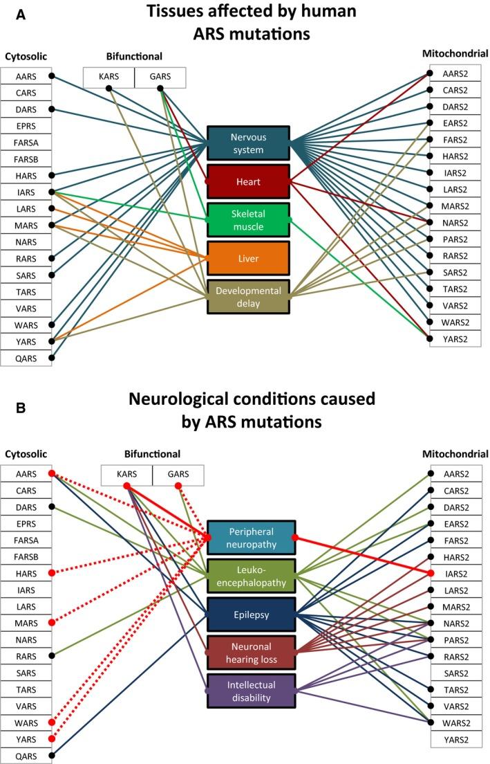 https://cdn.ncbi.nlm.nih.gov/pmc/blobs/fa6c/5873386/9a94006cbe21/FEB2-592-703-g001.jpg