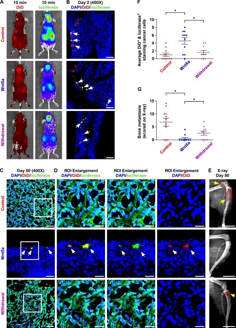 https://cdn.ncbi.nlm.nih.gov/pmc/blobs/fa73/6363426/8ed63e17041f/JEM_20180661_Fig4.jpg