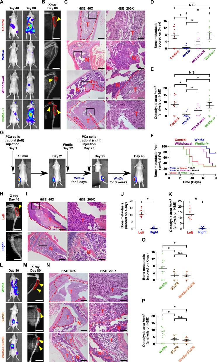 https://cdn.ncbi.nlm.nih.gov/pmc/blobs/fa73/6363426/c23b7a30c52c/JEM_20180661_Fig5.jpg