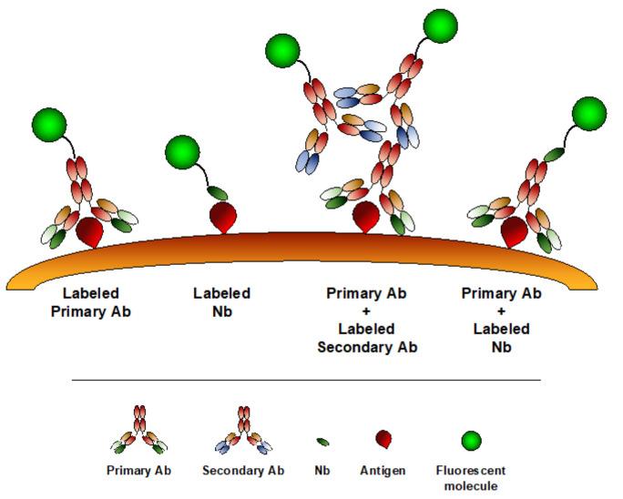 https://cdn.ncbi.nlm.nih.gov/pmc/blobs/fa74/7767244/996edd004cda/biomolecules-10-01695-g003.jpg