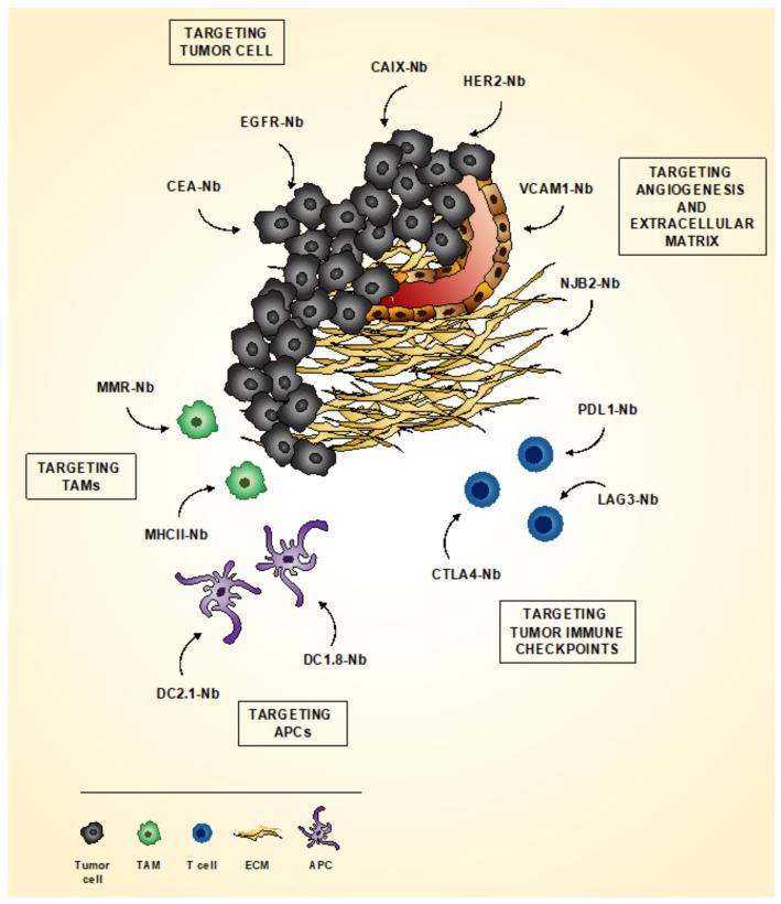 https://cdn.ncbi.nlm.nih.gov/pmc/blobs/fa74/7767244/f3e26265aa58/biomolecules-10-01695-g002.jpg