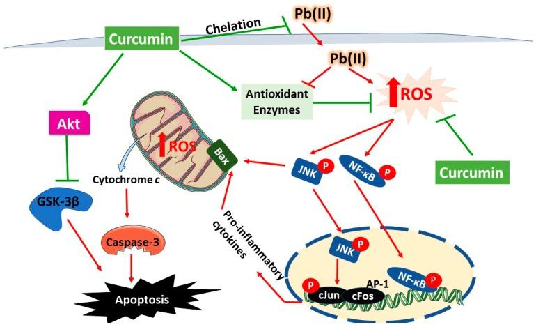 https://cdn.ncbi.nlm.nih.gov/pmc/blobs/fa7d/6920970/28e010ee9d0d/biomolecules-09-00703-g008.jpg