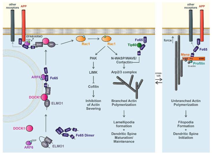 https://cdn.ncbi.nlm.nih.gov/pmc/blobs/fa98/8304848/8c2336c1e6b2/cells-10-01599-g001.jpg