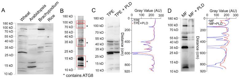 https://cdn.ncbi.nlm.nih.gov/pmc/blobs/faab/11274669/9847b6029545/cells-13-01226-g002.jpg