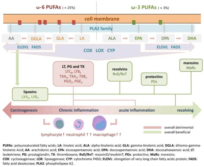 https://cdn.ncbi.nlm.nih.gov/pmc/blobs/fab4/12144108/24dc81df5552/41598_2025_97644_Fig1_HTML.jpg