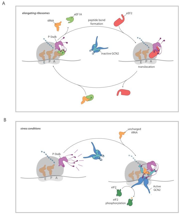 https://cdn.ncbi.nlm.nih.gov/pmc/blobs/fac8/6919976/17a77b92d422/elife-50149-fig7.jpg
