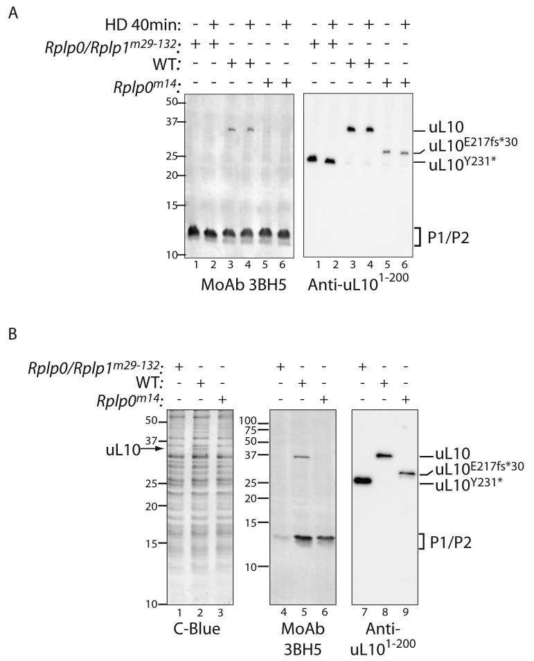 https://cdn.ncbi.nlm.nih.gov/pmc/blobs/fac8/6919976/8f9dfa187cd2/elife-50149-fig4.jpg