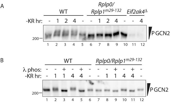 https://cdn.ncbi.nlm.nih.gov/pmc/blobs/fac8/6919976/b05b4cb2c0e0/elife-50149-fig3-figsupp1.jpg