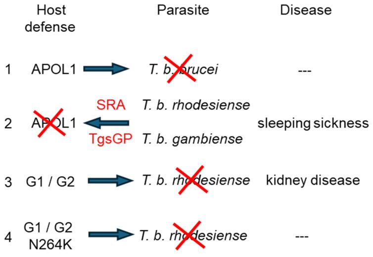 https://cdn.ncbi.nlm.nih.gov/pmc/blobs/fb08/11506758/6b12e40c31c1/cells-13-01738-g004.jpg
