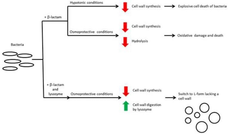 https://cdn.ncbi.nlm.nih.gov/pmc/blobs/fb53/8698798/df38e9aa8754/antibiotics-10-01534-g005.jpg