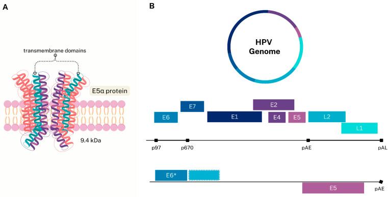 https://cdn.ncbi.nlm.nih.gov/pmc/blobs/fb94/12031384/01c721c1b0b2/viruses-17-00512-g001.jpg