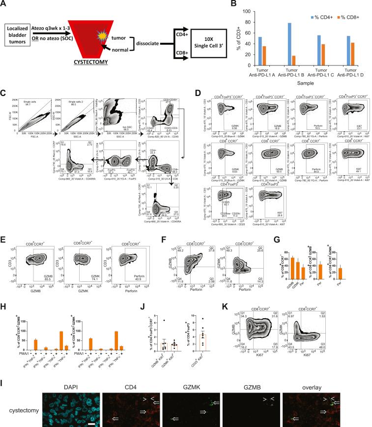 https://cdn.ncbi.nlm.nih.gov/pmc/blobs/fbb8/7338912/a3eee60deb84/figs1.jpg