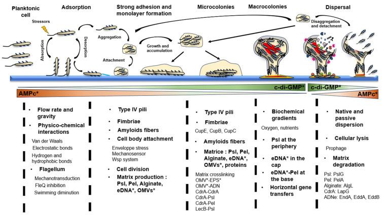 https://cdn.ncbi.nlm.nih.gov/pmc/blobs/fbca/11350761/fe75018b6d18/antibiotics-13-00688-g001.jpg