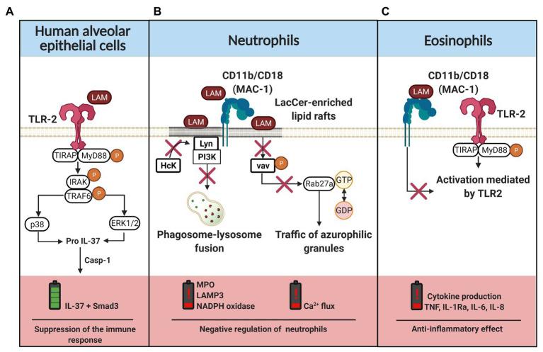 https://cdn.ncbi.nlm.nih.gov/pmc/blobs/fbdc/8081860/8e492056cae3/fmicb-12-638047-g003.jpg