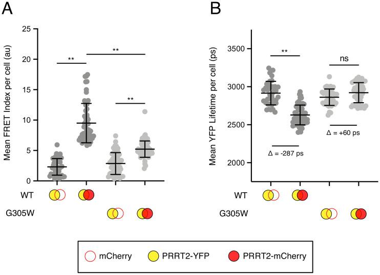 https://cdn.ncbi.nlm.nih.gov/pmc/blobs/fbdf/7665892/7d7d332eaea0/elife-58537-fig7.jpg