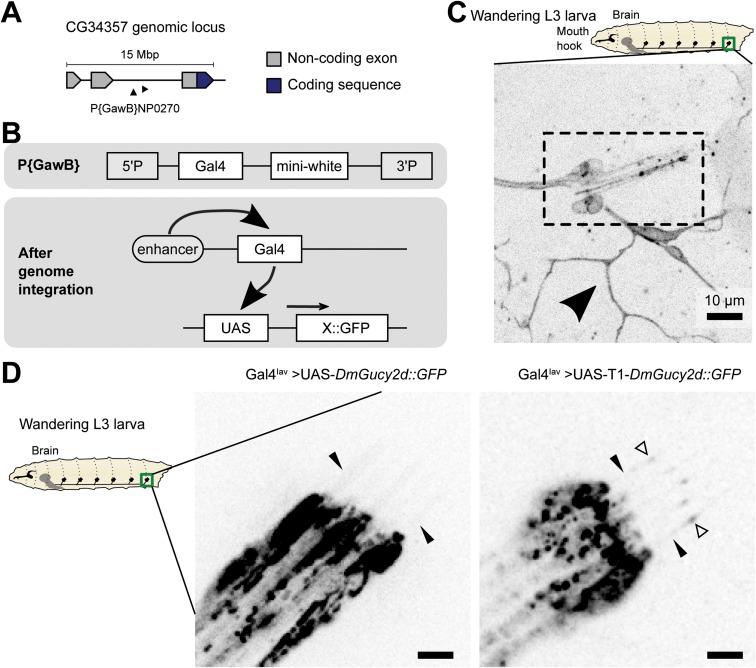 https://cdn.ncbi.nlm.nih.gov/pmc/blobs/fbe6/10876440/4084f49d851f/LSA-2023-02289_FigS6.jpg