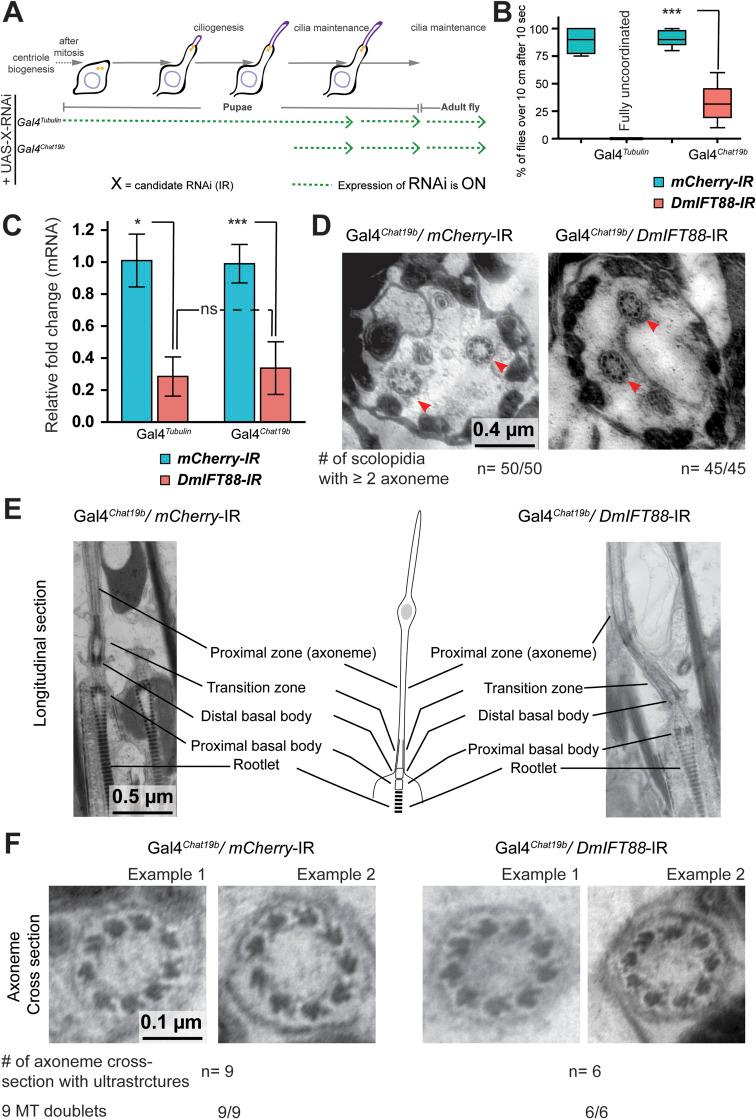 https://cdn.ncbi.nlm.nih.gov/pmc/blobs/fbe6/10876440/9f11630c3ae2/LSA-2023-02289_FigS4.jpg