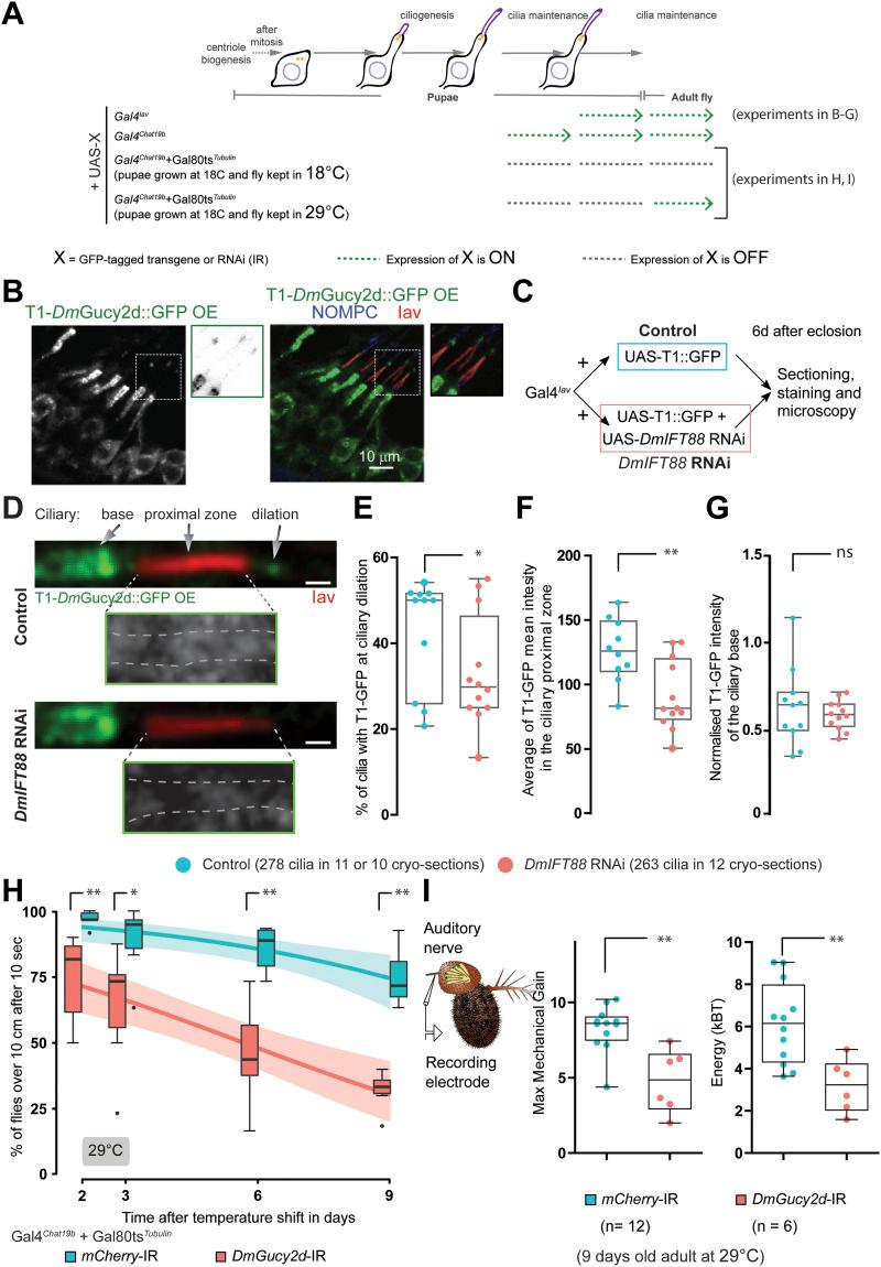 https://cdn.ncbi.nlm.nih.gov/pmc/blobs/fbe6/10876440/a849e5d67474/LSA-2023-02289_Fig5.jpg