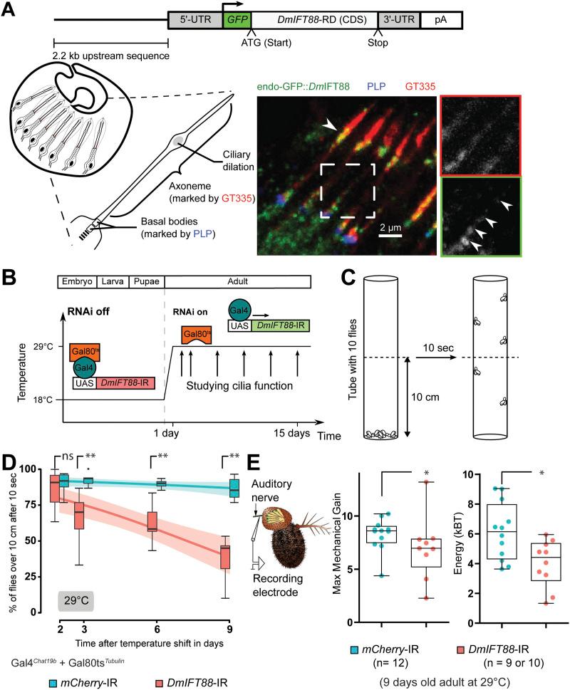 https://cdn.ncbi.nlm.nih.gov/pmc/blobs/fbe6/10876440/d5fafce66d94/LSA-2023-02289_Fig2.jpg