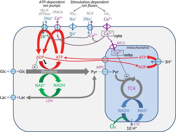 https://cdn.ncbi.nlm.nih.gov/pmc/blobs/fbfc/7870136/0a81a30a612a/elife-64821-fig1-figsupp2.jpg